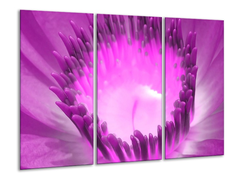 Canvas schilderij Bloem | Paars, Wit | 120x80cm 3Luik