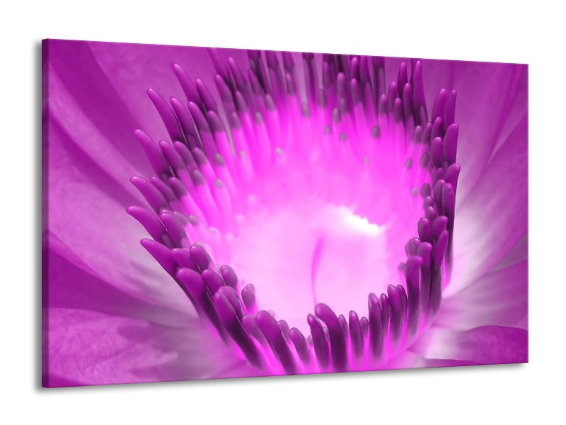 Canvas schilderij Bloem | Paars, Wit | 140x90cm 1Luik