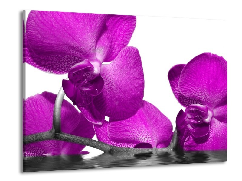 Canvas schilderij Orchidee | Paars, Wit | 100x70cm 1Luik
