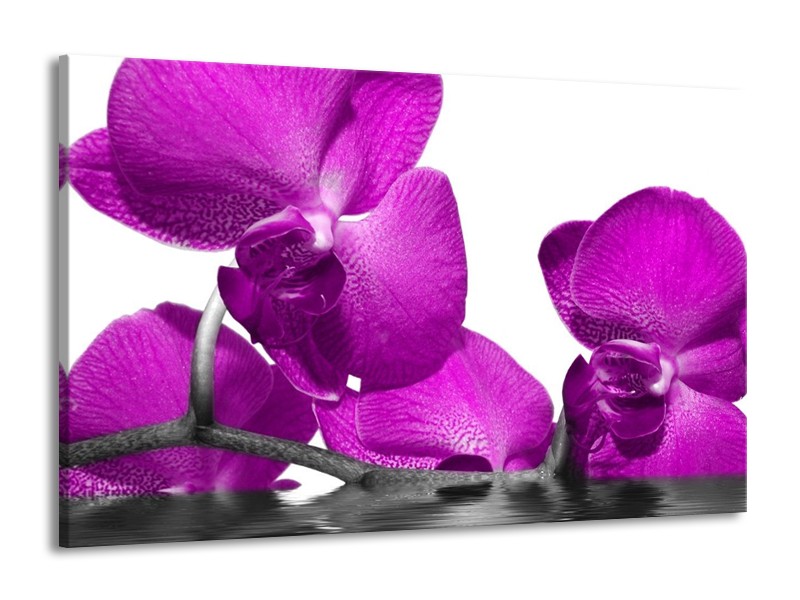Canvas schilderij Orchidee | Paars, Wit | 140x90cm 1Luik