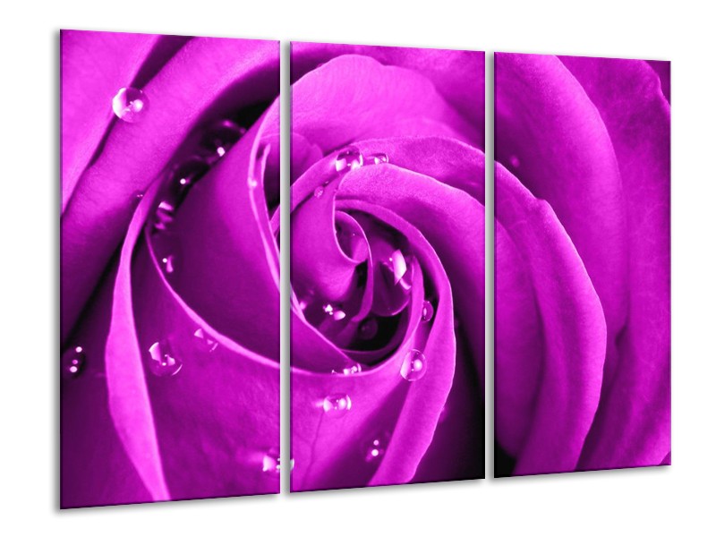 Canvas schilderij Roos | Paars | 120x80cm 3Luik