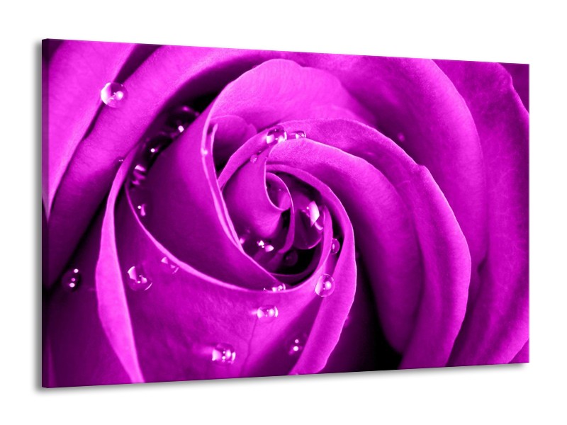 Canvas schilderij Roos | Paars | 140x90cm 1Luik