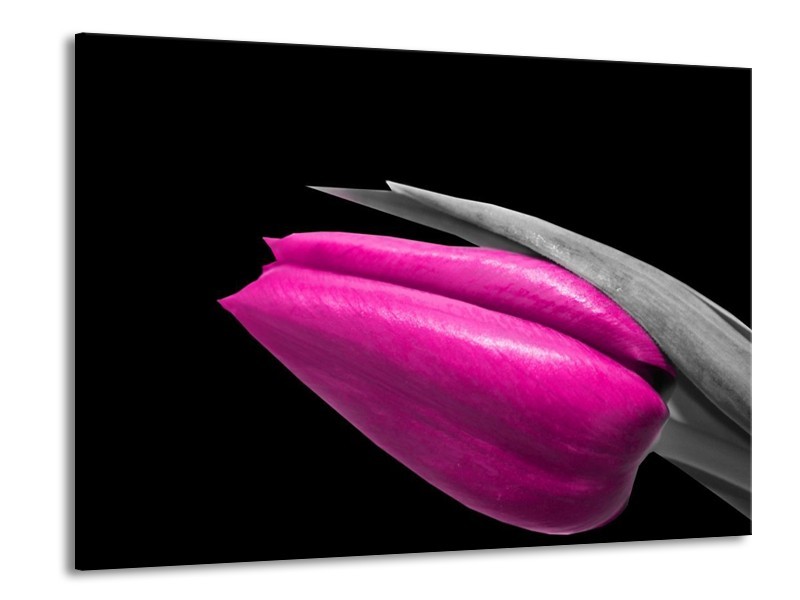 Canvas schilderij Tulp | Paars, Zwart, Grijs | 100x70cm 1Luik
