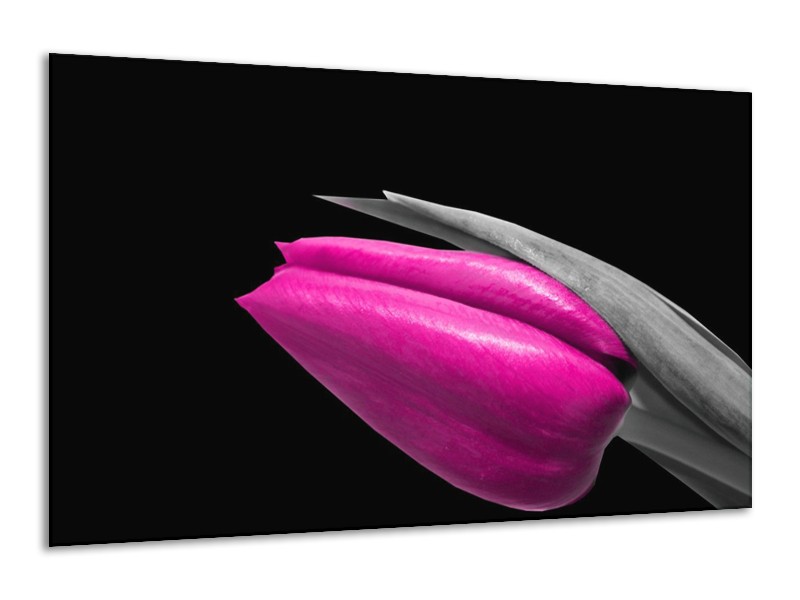 Canvas schilderij Tulp | Paars, Zwart, Grijs | 120x70cm 1Luik