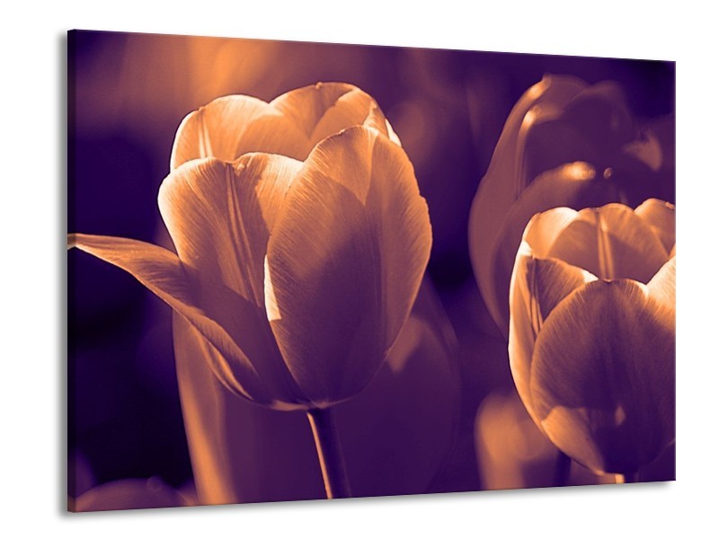 Canvas schilderij Tulp | Bruin, Wit | 100x70cm 1Luik