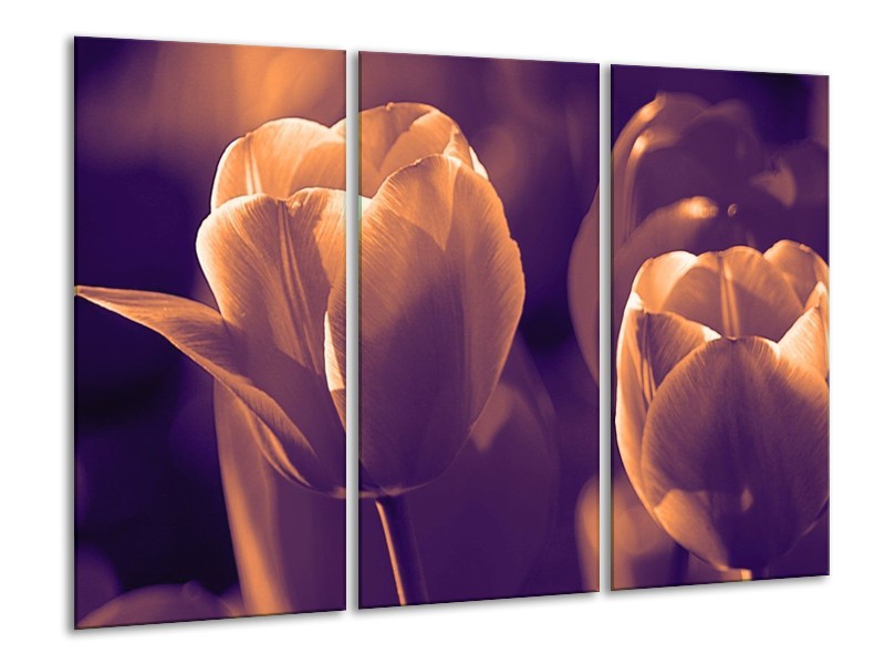 Canvas schilderij Tulp | Bruin, Wit | 120x80cm 3Luik