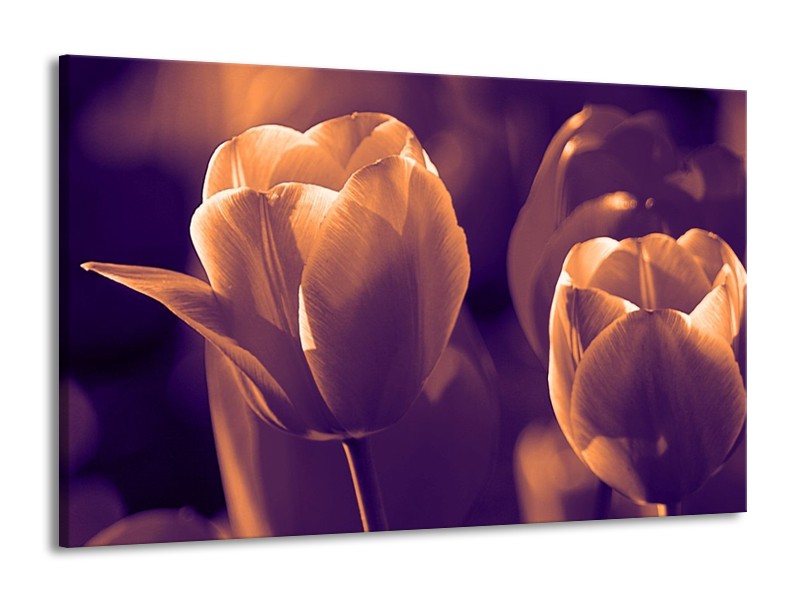 Canvas schilderij Tulp | Bruin, Wit | 140x90cm 1Luik