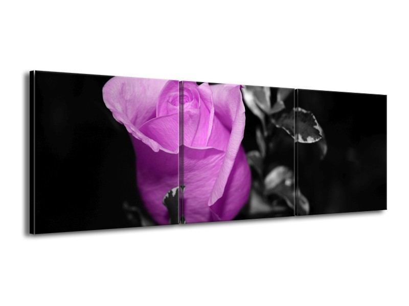 Canvas schilderij Roos | Paars, Grijs, Zwart | 150x50cm 3Luik