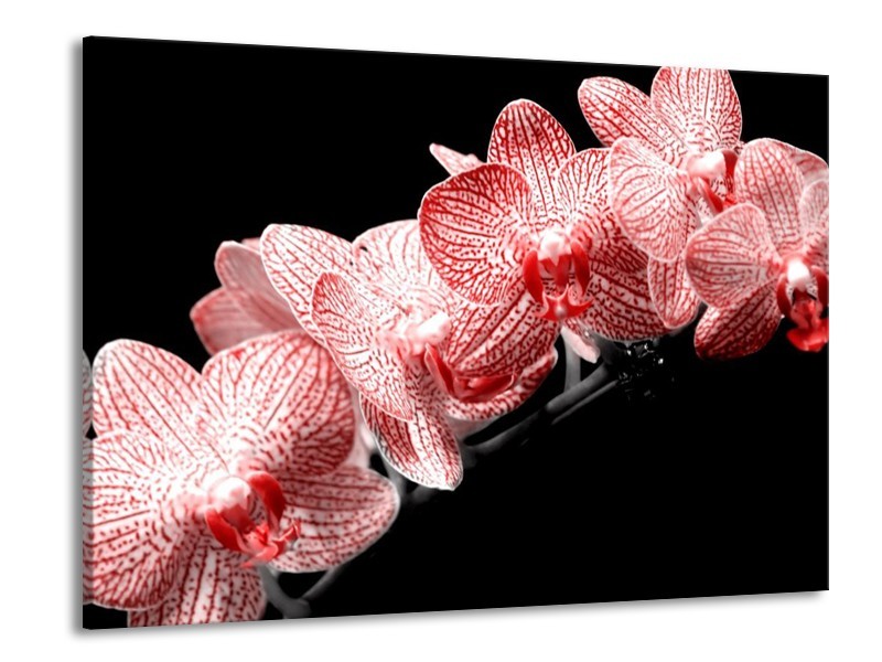 Canvas schilderij Orchidee | Rood, Wit, Zwart | 100x70cm 1Luik