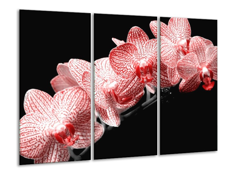 Canvas schilderij Orchidee | Rood, Wit, Zwart | 120x80cm 3Luik