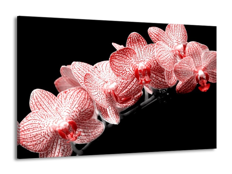 Canvas schilderij Orchidee | Rood, Wit, Zwart | 140x90cm 1Luik