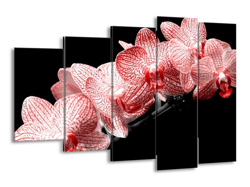 Canvas schilderij Orchidee | Rood, Wit, Zwart | 150x100cm 5Luik