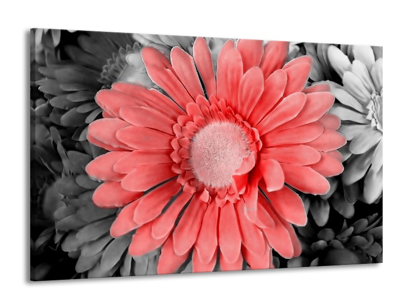 Canvas schilderij Gerbera | Rood, Zwart | 140x90cm 1Luik