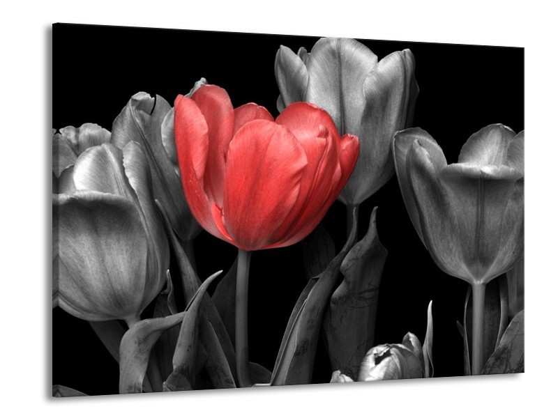 Canvas schilderij Tulp | Rood, Grijs, Zwart | 100x70cm 1Luik