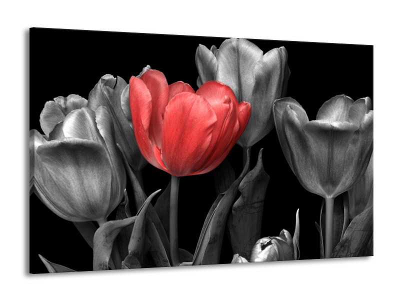 Canvas schilderij Tulp | Rood, Grijs, Zwart | 140x90cm 1Luik