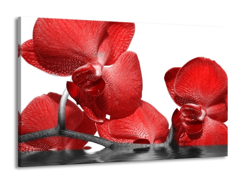 Canvas schilderij Orchidee | Rood, Wit | 140x90cm 1Luik
