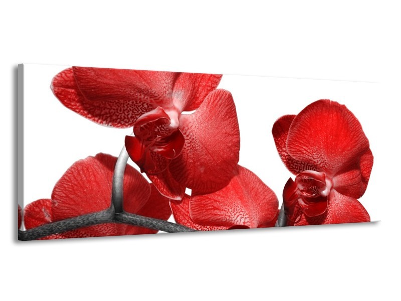 Canvas schilderij Orchidee | Rood, Wit | 145x58cm 1Luik