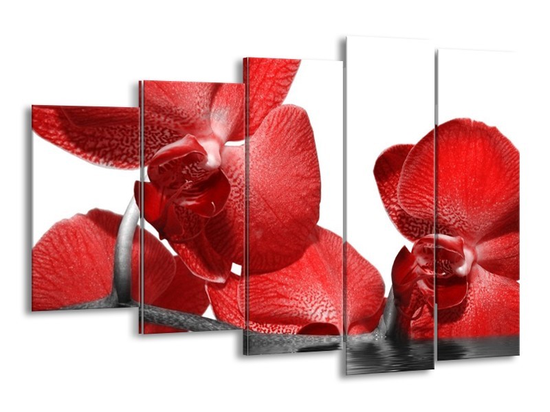 Canvas schilderij Orchidee | Rood, Wit | 150x100cm 5Luik