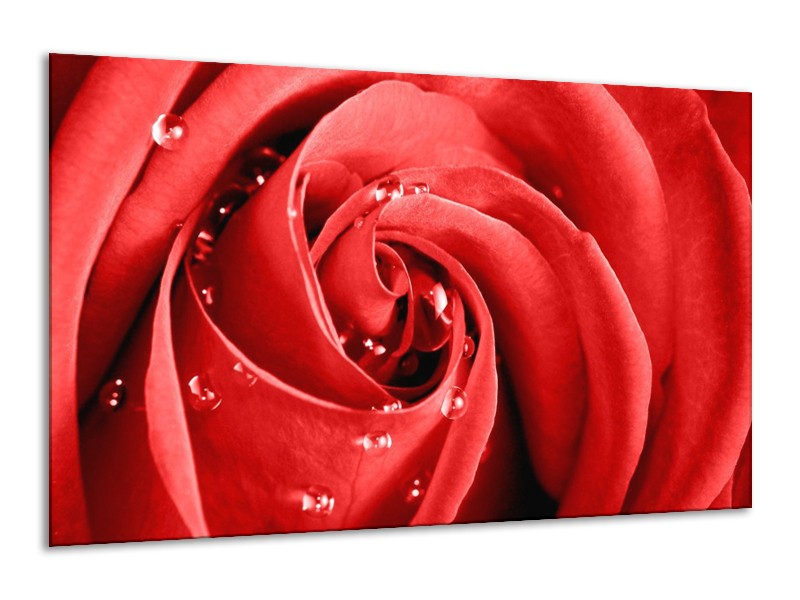 Canvas schilderij Roos | Rood, Wit | 120x70cm 1Luik