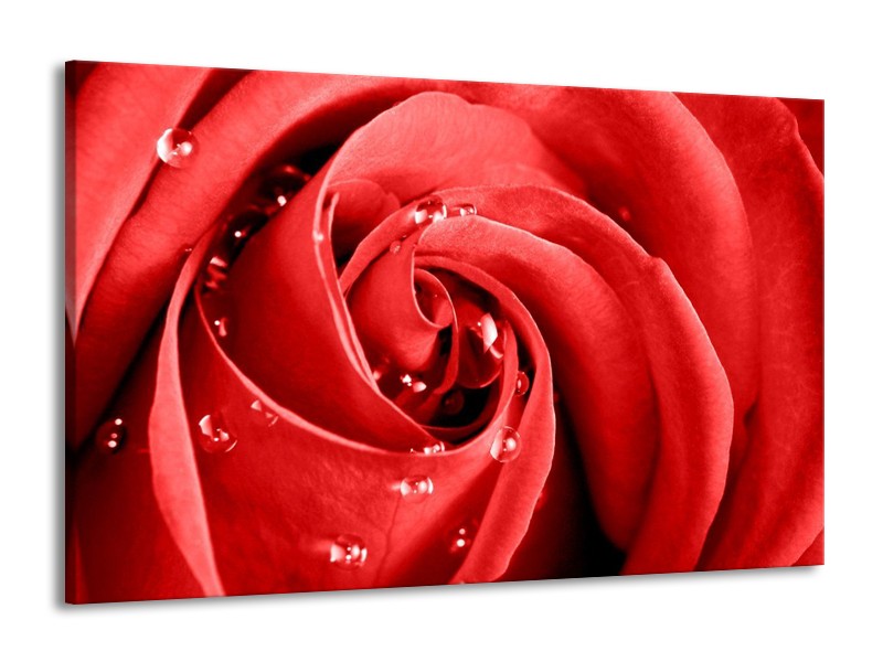 Canvas schilderij Roos | Rood, Wit | 140x90cm 1Luik