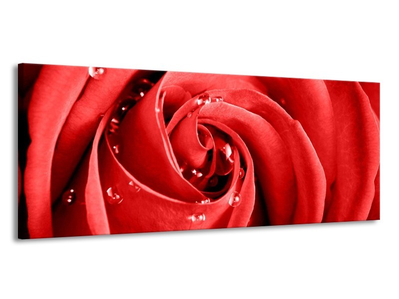 Canvas schilderij Roos | Rood, Wit | 145x58cm 1Luik