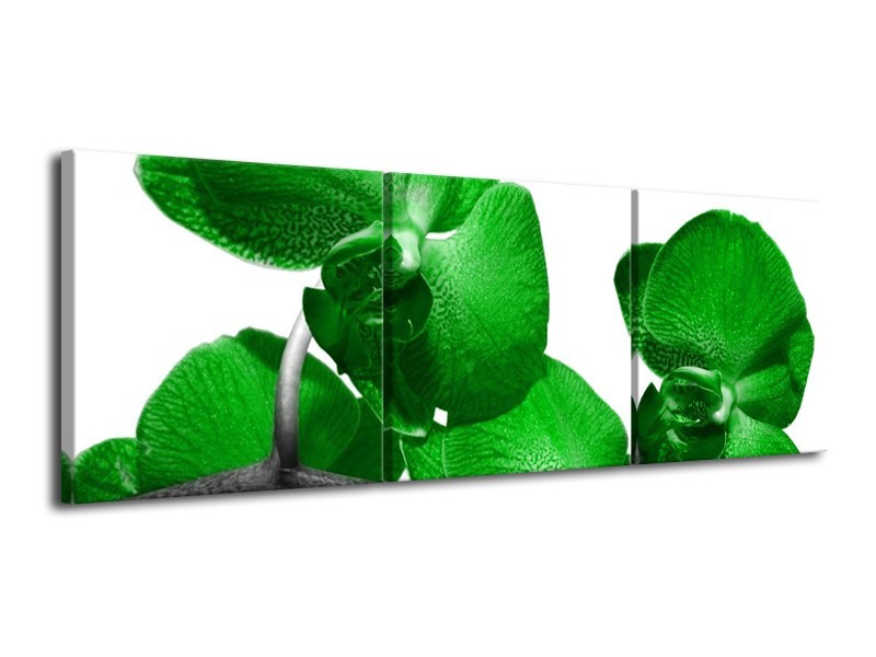 Glas schilderij Orchidee | Groen, Wit, Grijs | 120x40cm 3Luik