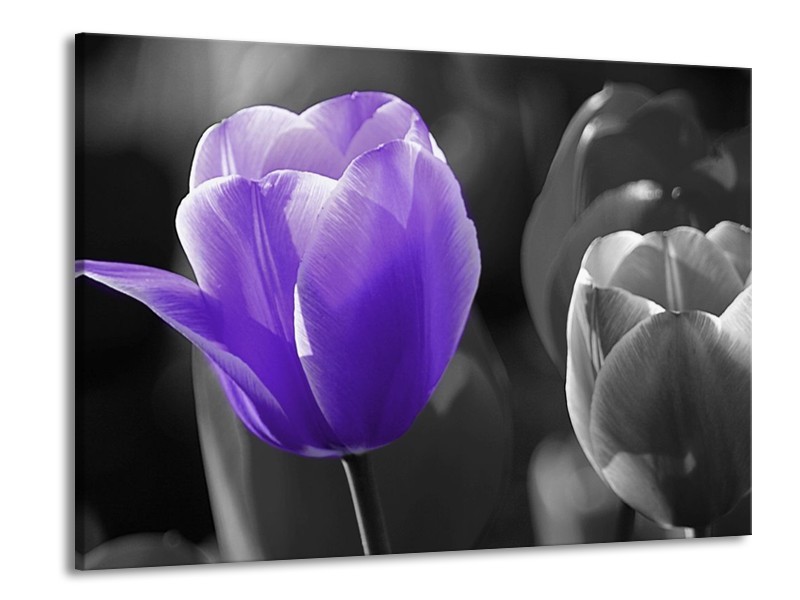 Canvas schilderij Tulp | Paars, Grijs, Zwart | 100x70cm 1Luik