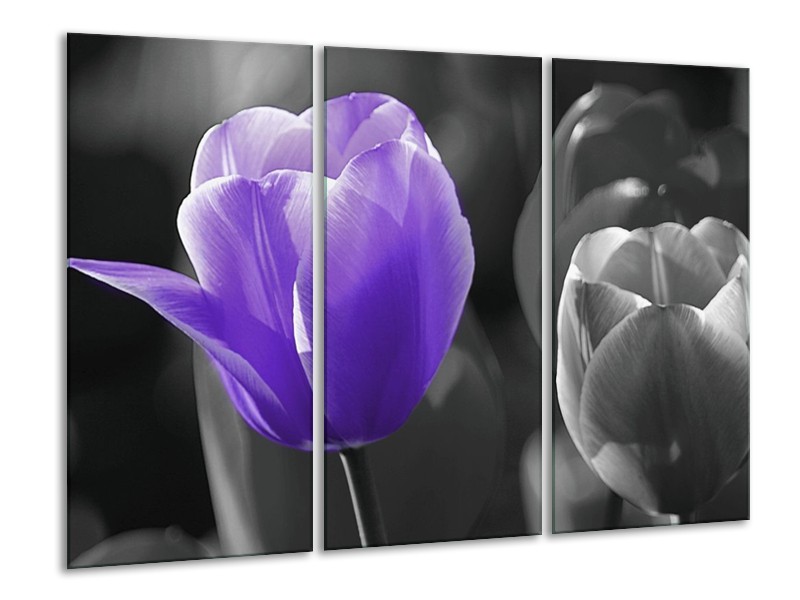 Canvas schilderij Tulp | Paars, Grijs, Zwart | 120x80cm 3Luik