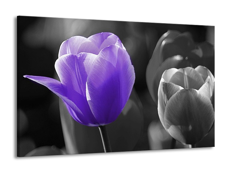 Canvas schilderij Tulp | Paars, Grijs, Zwart | 140x90cm 1Luik