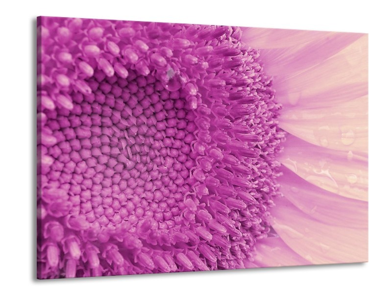 Canvas schilderij Bloem | Paars, Wit | 100x70cm 1Luik