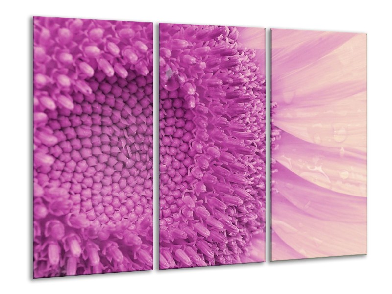 Canvas schilderij Bloem | Paars, Wit | 120x80cm 3Luik