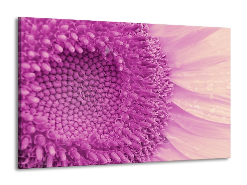 Canvas schilderij Bloem | Paars, Wit | 140x90cm 1Luik