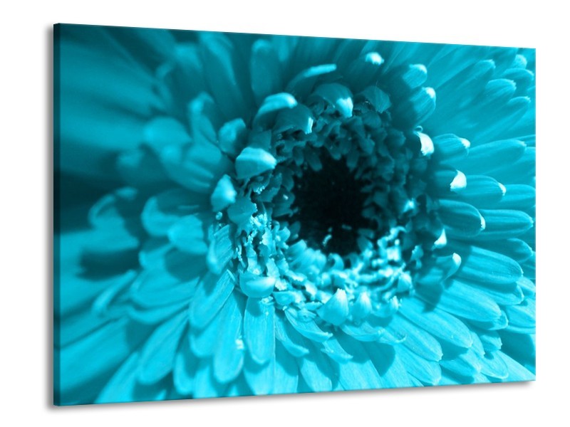 Canvas schilderij Gerbera | Blauw, Zwart, Wit | 100x70cm 1Luik