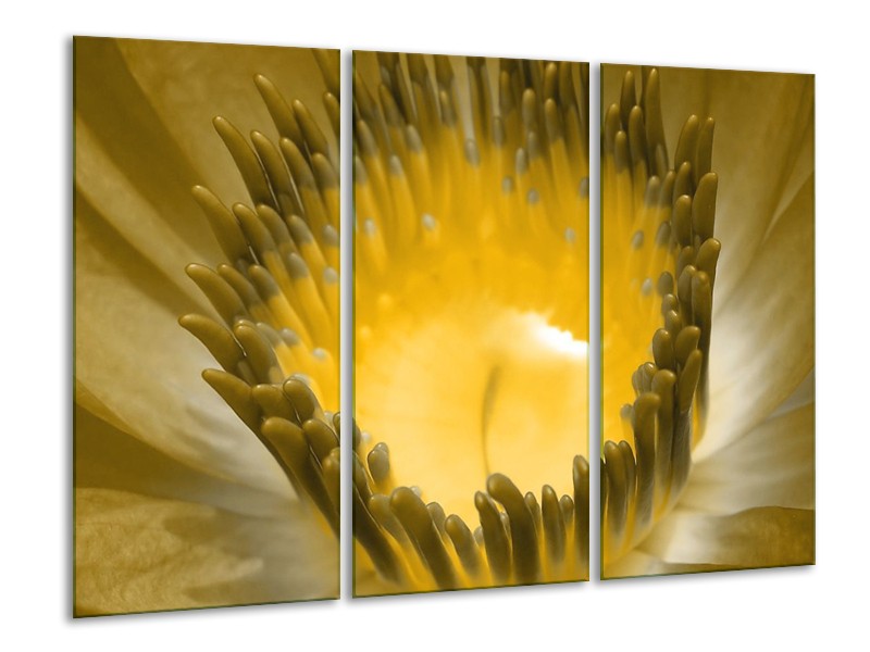 Canvas schilderij Macro | Geel, Grijs | 120x80cm 3Luik