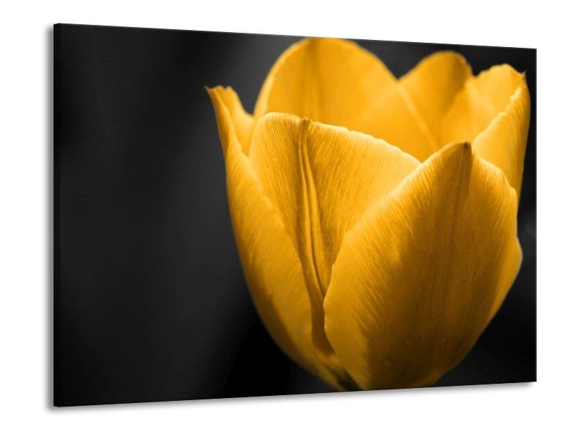 Canvas schilderij Tulp | Geel, Zwart | 100x70cm 1Luik