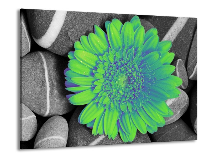 Canvas schilderij Gerbera | Groen, Grijs | 100x70cm 1Luik