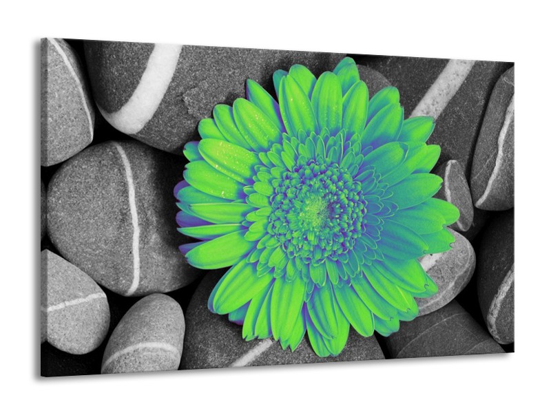 Canvas schilderij Gerbera | Groen, Grijs | 140x90cm 1Luik