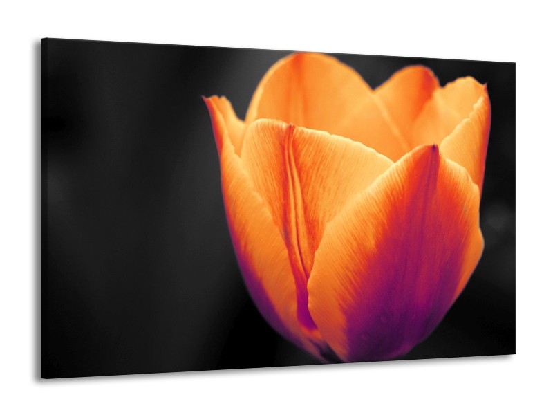 Canvas schilderij Tulp | Oranje, Geel, Zwart | 140x90cm 1Luik