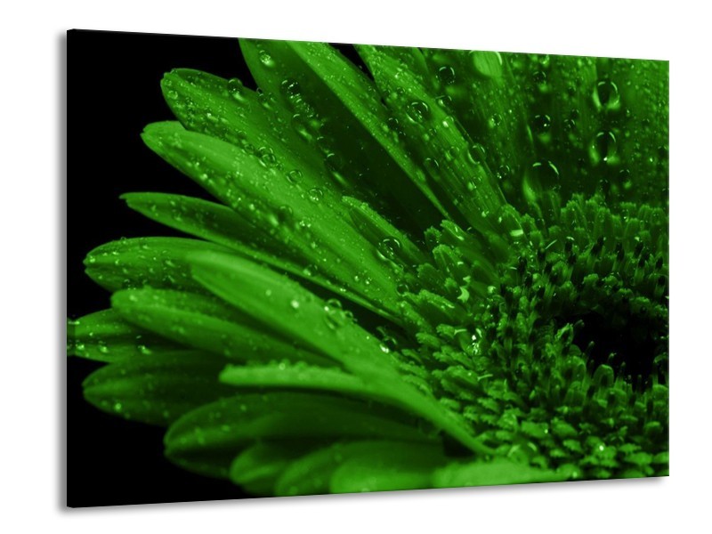 Canvas schilderij Gerber | Groen, Zwart | 100x70cm 1Luik