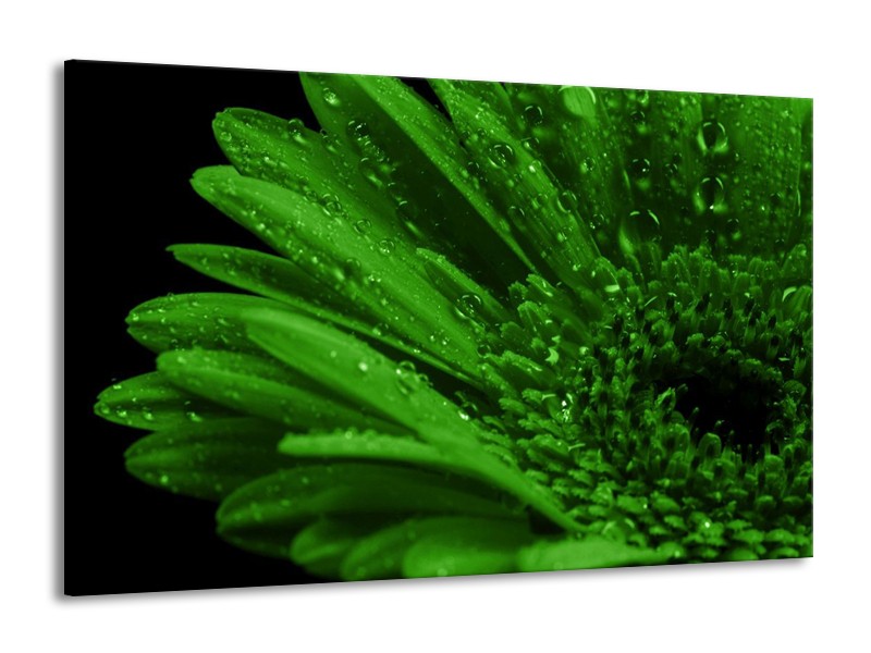 Canvas schilderij Gerber | Groen, Zwart | 140x90cm 1Luik