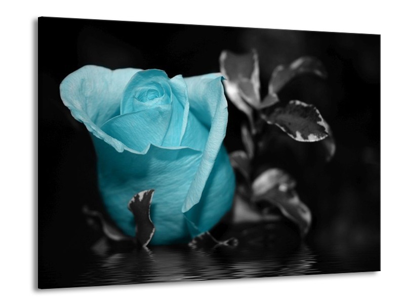 Canvas schilderij Roos | Blauw, Grijs, Zwart | 100x70cm 1Luik