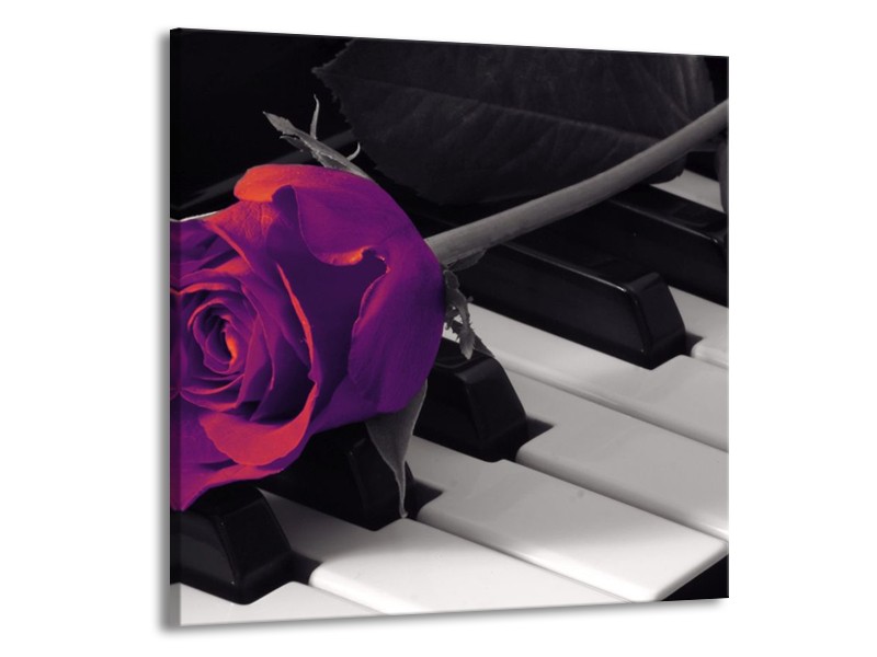 Glas schilderij Roos | Paars, Zwart, Wit | 70x70cm 1Luik