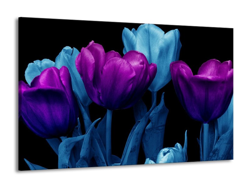 Canvas schilderij Tulp | Paars, Blauw, Zwart | 140x90cm 1Luik