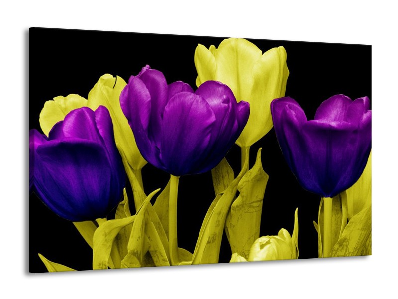 Canvas schilderij Tulp | Paars, Geel, Zwart | 140x90cm 1Luik