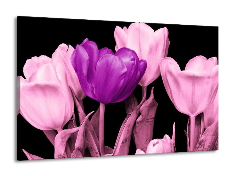 Canvas schilderij Tulp | Paars, Roze, Zwart | 140x90cm 1Luik