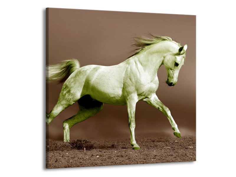 Glas schilderij Paard | Bruin, Groen | 50x50cm 1Luik