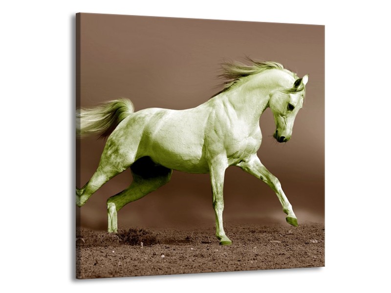 Glas schilderij Paard | Bruin, Groen | 70x70cm 1Luik