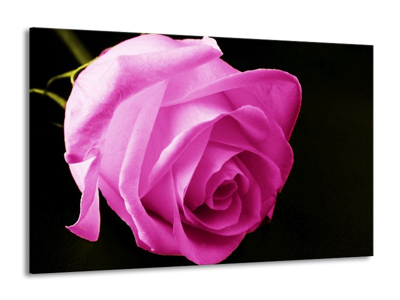 Canvas schilderij Roos | Roze, Zwart | 140x90cm 1Luik
