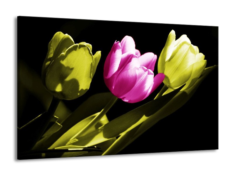 Canvas schilderij Tulp | Paars, Groen, Zwart | 140x90cm 1Luik
