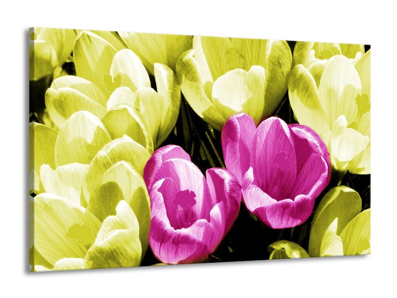 Canvas schilderij Krokus | Roze, Groen, Wit | 140x90cm 1Luik
